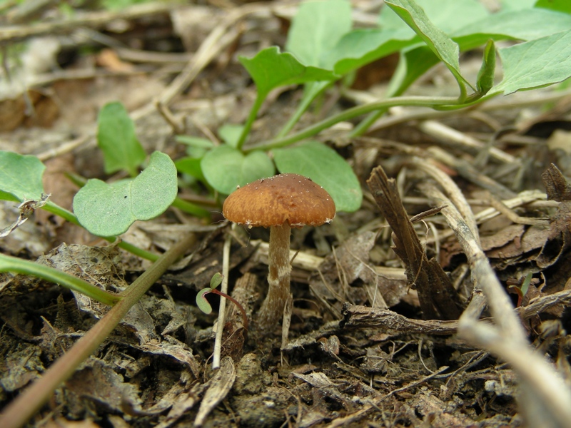 Pholiotina sp. (cfr. Conocybe aporos)